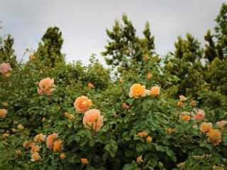 فال روز شنبه ۱۲ می - ۲۲ اردیبهشت.