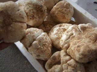 اورژانس ایران: مصرف قارچ سمی بیش از ۸۰۰ مسموم و ۱۰ کشته داشته است