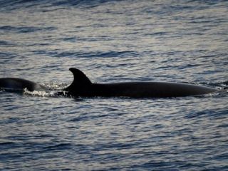 صیادان ژاپنی ۱۲۲ نهنگ حامله را شکار کردند