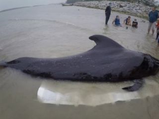 نهنگ با ۸۰ کیسه پلاستیکی در شکم جان داد