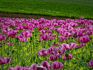 فال روز پنجشنبه ۷ جون - ۱۷ خرداد.