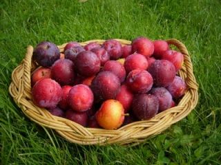 توصیه‌هایی برای خوردن آلو