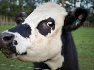 حکم مرگ برای گاوی که بدون اجازه از مرز عبور کرد