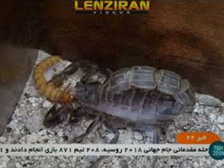 پرورش عقرب ، شغل عجیب ولی پردرآمد یک زوج مراغه ای