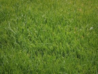 کاشت چمن در تهران ممنوع شد