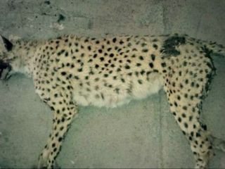 کشف لاشه‌های تازه حیوانات در باغ وحش مشهد