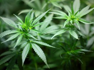 ماری جوانا در انگلستان قانونی می شود