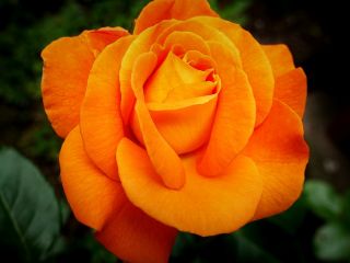 فال روز پنجشنبه ۹ آگوست - ۱۸ مرداد.