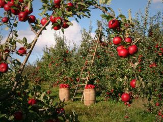 غذاهایی که پوستی شگفت‌انگیز را برای شما تضمین می‌کنند - تصویری