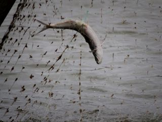 اظهارات ضد و نقیض درباره قرارداد کشتی‌های چینی‌‌ برای صید در ایران