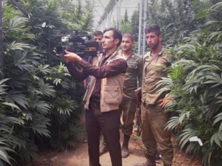 کشت انبوه ماری‌جوانا در در کهکیلویه و بویراحمد ؛ ماجرا به چه زمانی برمی‌گردد؟