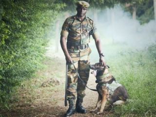 کابوس جدید قاچاقچیان عاج