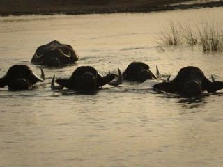 سانسور پلان «خروج گاومیش‌ها از آب از زاویه پشت» در یک فیلم مستند در صدا و سیما