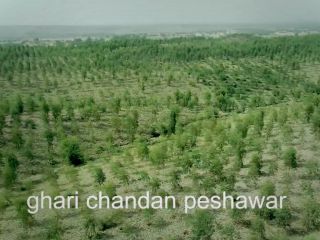 موفقیت در طرح «سونامی یک میلیارد درخت» در پاکستان