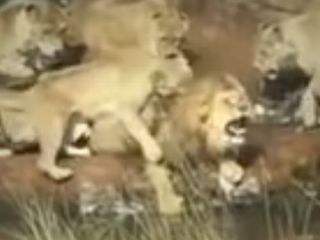 فیلم تکان دهنده‌ حمله گروهی از شیرهای ماده به یک شیر نر