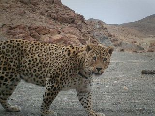 پلنگ، جوان ایران‌شهری را درید، بیمه دیه می‌دهد