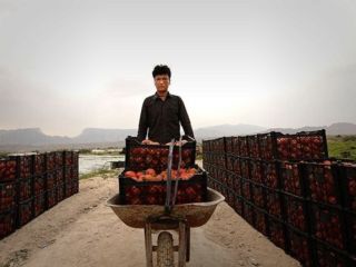 رب گوجه فرنگی گران و نایاب شد| بازتاب در توئیتر: دیگر املت هم نمی‌شود خورد