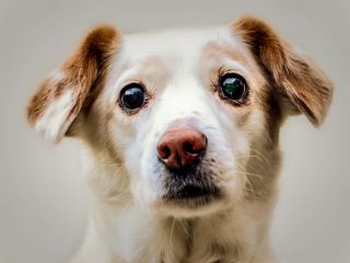 این غذاها را هرگز به سگ تان ندهید - مواد غذایی خطرناک برای سگ ها - تصویری