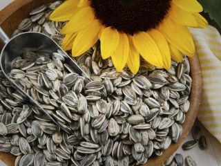 تخمه آفتابگردان زیر نظر متخصصان