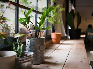 از فواید سلامت نگهداری گیاهان در خانه