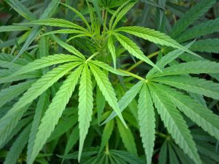 راز آزاد کردن ماری‌جوانا چیست؟