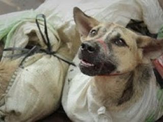 کره جنوبی بزرگ‌ترین سلاخ‌‌خانه سگ‌ها را تعطیل کرد + ویدیو