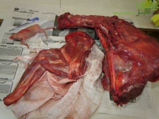 شکارچیان بیرحم در جیرفت بز کوهی آبستن را سلاخی کردند و سرجنین‌اش ‌را بریدند ‌+ عکس