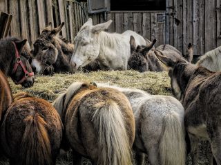 پاکستان از ایجاد مزارع جدید پرورش الاغ برای صادر کردن به چین خبر داد