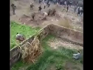 لحظه حمله خونین پلنگ به مردم / ۷ ساعت همه وحشت زده بودند