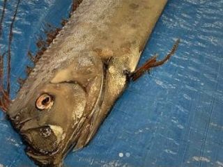 مرگ گونه‌ای ماهی و نگرانی ژاپنی‌ها از وقوع زلزله‌ای مهیب