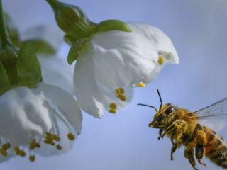 پژوهش جدید: زنبورها مسائل ریاضی را با جمع و تفریق حل می کنند