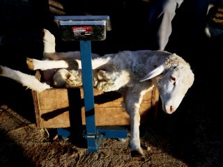 ٢ هزار گوسفند زنده از رومانی با هواپیمای ایرباس وارد فرودگاه امام شد