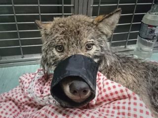 سگی که از رودخانه یخ زده نجات داده شد، گرگ از کار درآمد