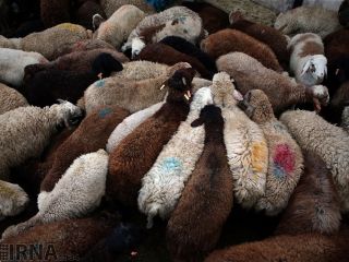 شایعه ظهور «ملکه قاچاق دام»