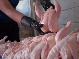 واکنش کاربران ایرانی توئیتر به رسیدن  قیمت مرغ به کیلویی ۱۶ هزار تومان: «مرغ پرنده»