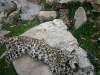 پیدا شدن لاشه دو توله پلنگ ایرانی با پنجه‌های قطع شده