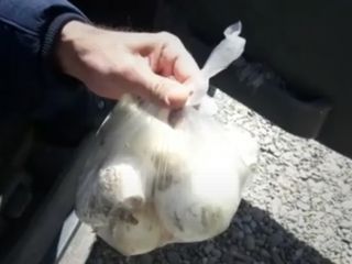 دیگر نان وپیاز هم نمی شود خورد؛ پیاز دانه ای هزار تومان!