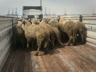 گوسفندهای وارداتی چرا دم‌ دارند؟