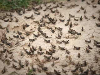 هجوم میلیونی ملخ‌ها از صحرای عربستان به جنوب ایران