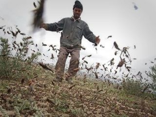 مردم از خرید ملخ های مرده خودداری کنند, بلای ملخ‌های صحرایی به همراه بلایای سیل و گرانی