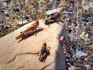 آیا حمله ملخ‌ها به ایران عمدی است؟