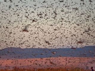 محسن قرائتی: برای اینکه در جامعه شاهد سیل ، زلزله و ملخ نباشیم باید زکات بپردازیم