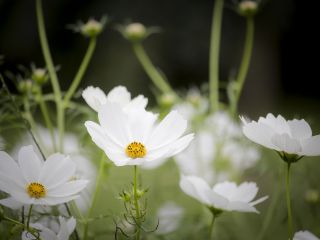 فال روز چهارشنبه ۱ می - ۱۱ اردیبهشت.