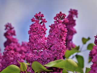 فال روز دوشنبه ۶ می - ۱۶ اردیبهشت.