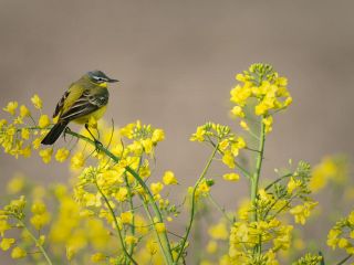 فال روز شنبه ۱۸ می - ۲۸ اردیبهشت.