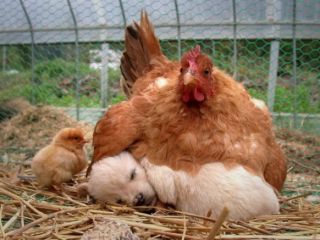 مهربان ترین مادران در بین حیوانات