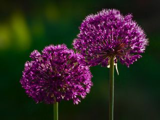 فال روز پنجشنبه ۲۳ می - ۲ خرداد.