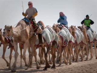ورود شترهای قطری برای چرا در مراتع ایران