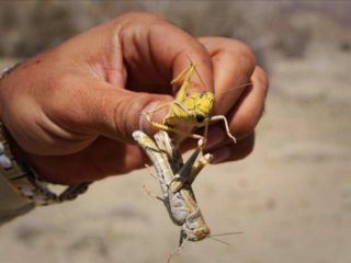 راهکار مقامات جمهوری اسلامی در مبارزه با حمله ملخ‌ها؛ برای هر کیلو ملخ زنده ۸ هزارتومان بگیرید