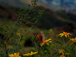 فال روز جمعه ۷ جون - ۱۷ خرداد.